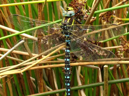 Common Hawker