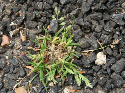 Annual Meadow-grass