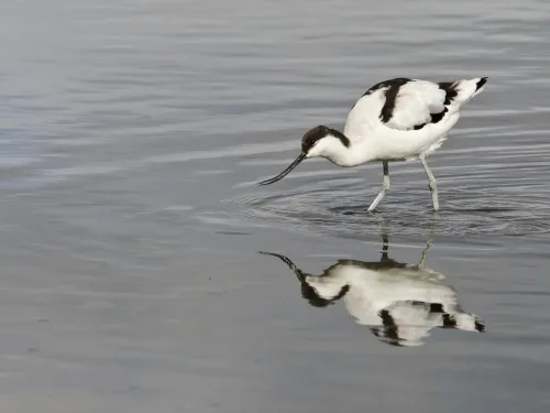 Avocet