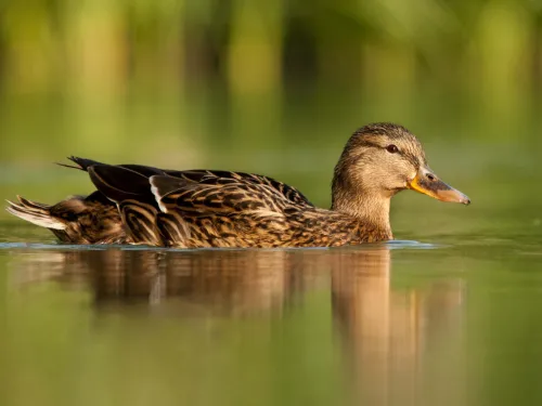 Mallard