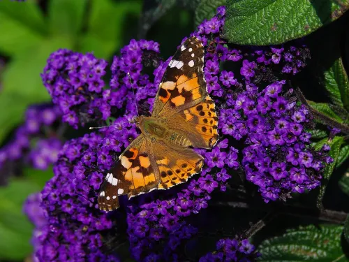 Painted Lady butterfly