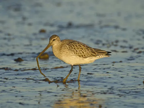 Bar-tailed Godwit