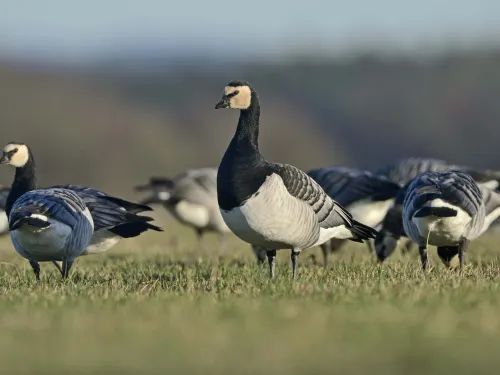 Barnacle Goose