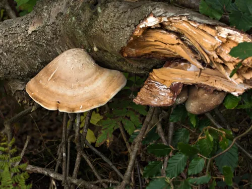 Birch Polypore