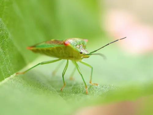 Birch Shield Bug