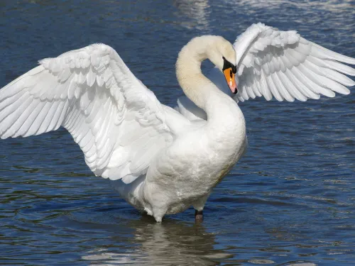 Mute Swan