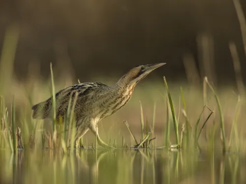 Bittern