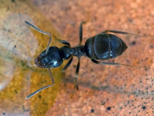 Black Garden Ant