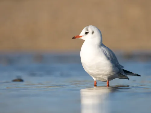 Black-headed Gull