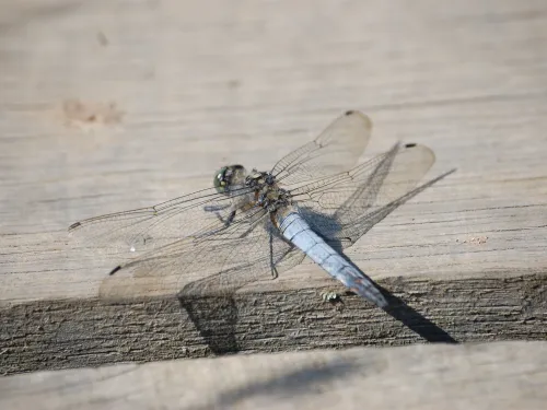 Black-tailed Skimmer male