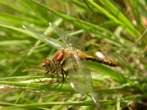 Black Darter