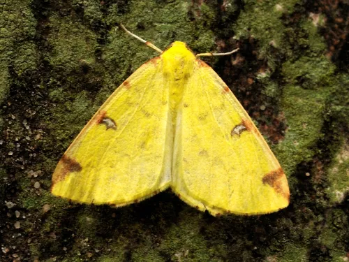 Brimstone Moth