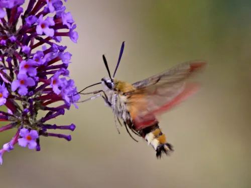 Broad-bordered Bee Hawk-moth