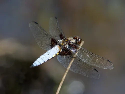 Broad-bodied Chaser