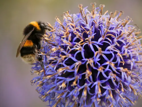 Buff-tailed Bumblebee