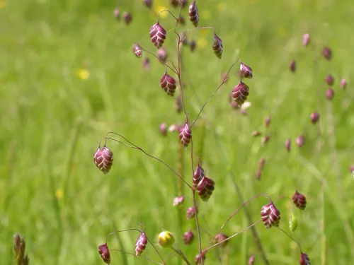 Quaking-grass
