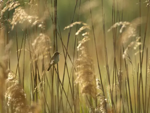 Sedge Warbler in Common Reed