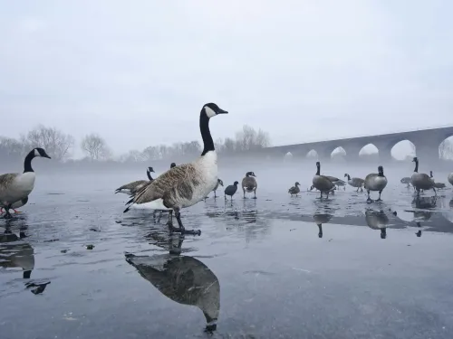 A flock of Canada geese standing on a frozen lake on a misty morning