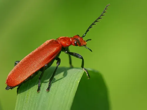 Red-headed Cardinal Beetle