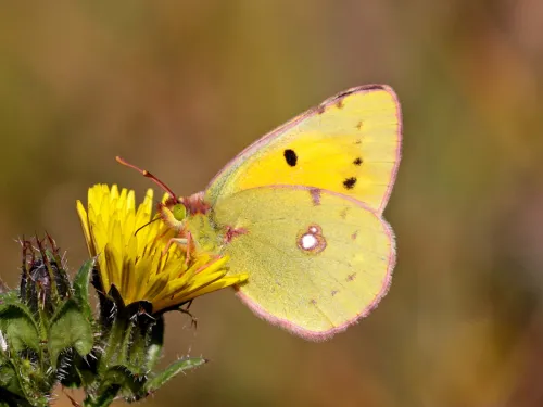 Clouded Yellow Butterfly