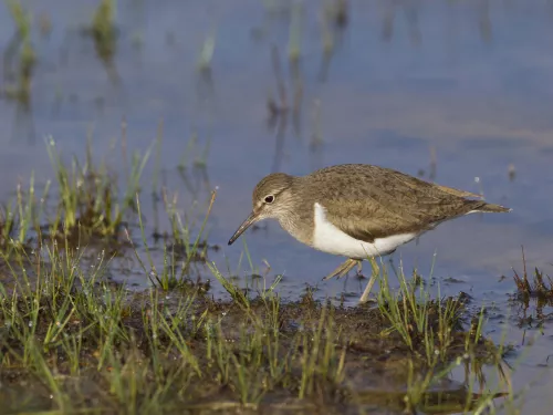 Common Sandpiper