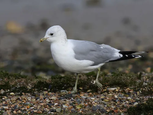 Common Gull