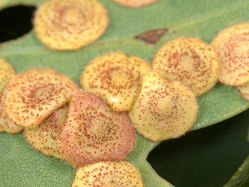 Common Spangle Gall Wasp