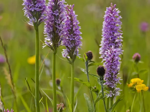 Common Spotted-orchid