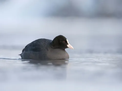 Coot