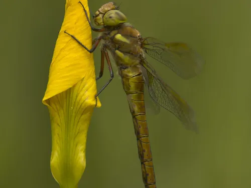 Norfolk Hawker