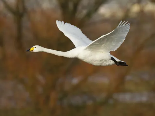 Whooper Swan