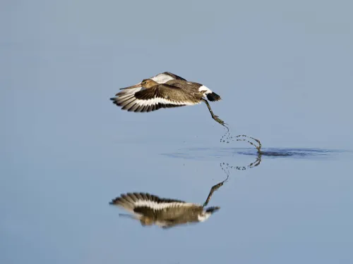 Black-tailed Godwit in flight