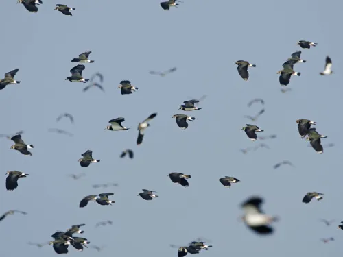 Lapwing flock