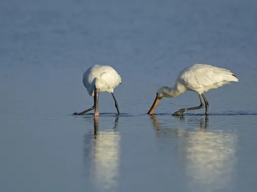 Spoonbills feeding