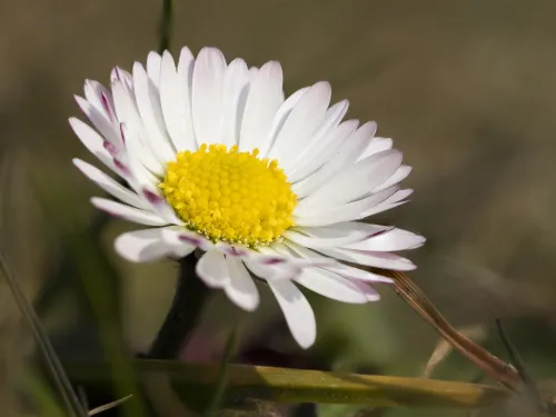 Common Daisy