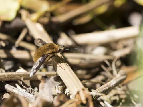 Dark-edged Bee-fly