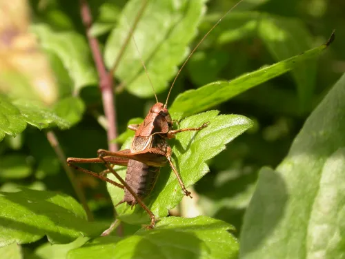Dark Bush-cricket