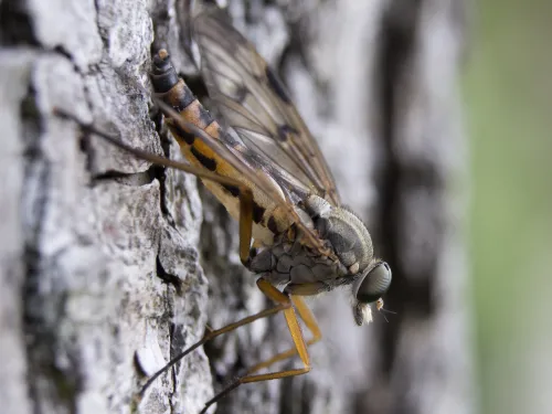 Downlooker Snipefly