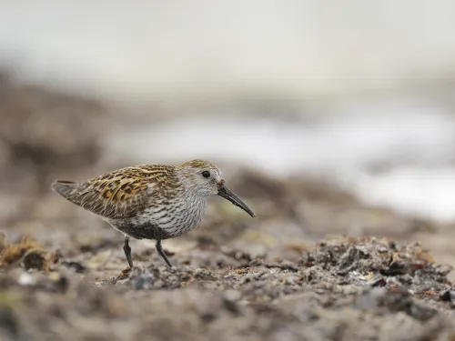 Dunlin