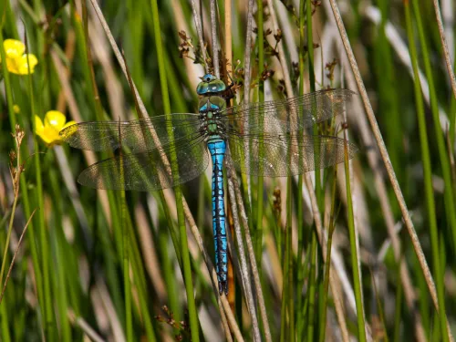 Emperor Dragonfly