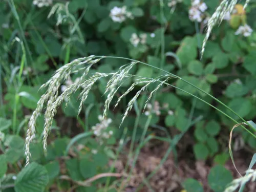 False Oat-grass