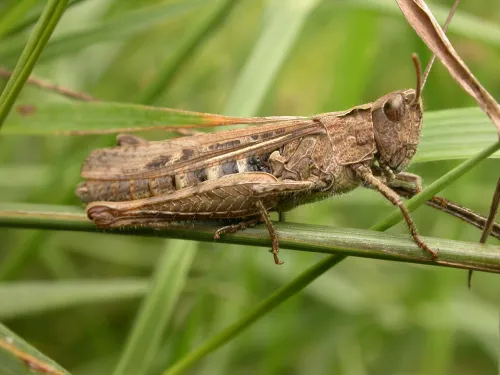 Common Field Grasshopper