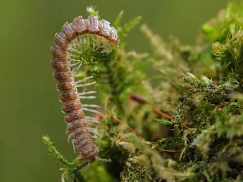 Flat-backed Millipede