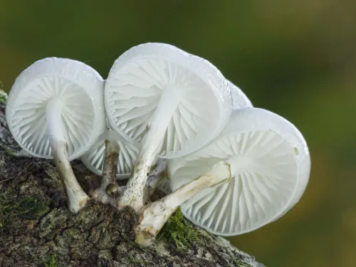 Porcelain Fungus