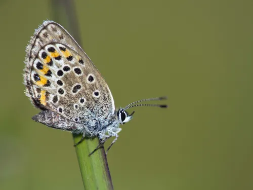 Silver-studded Blue butterfly