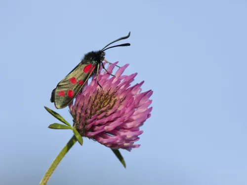 Six-spot Burnet moth on Red Clover