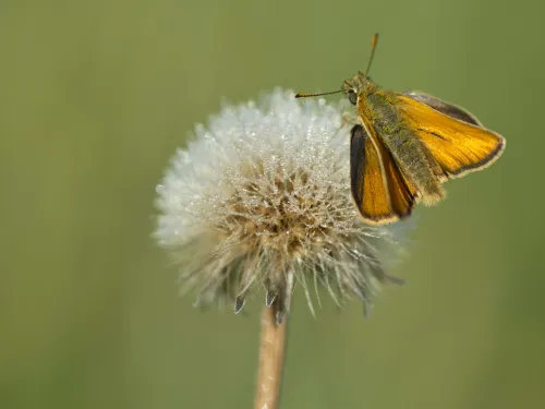 Small Skipper