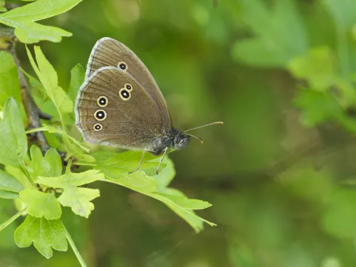 Ringlet