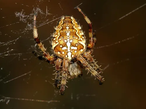 Garden Spider