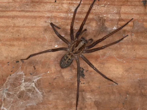 Giant House Spider